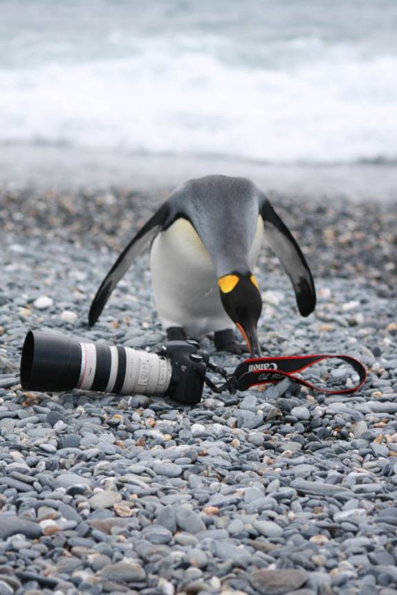 Curiosidade de pinguim em Salisbury Plain, na Geórgia do Sul